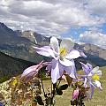 COLUMBINE 