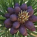 Pine Birth 
