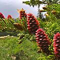 PINE FOREST SENSE 