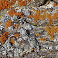 Colorado Rock life